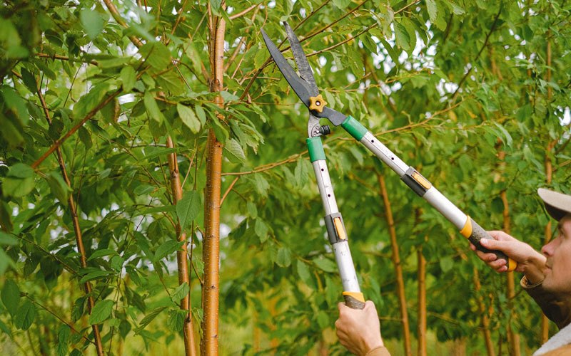 Tree trimming in Schneider, IN